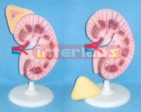 SUPER KIDNEY ANATOMICAL ENLARGED MODEL (2 PCS)